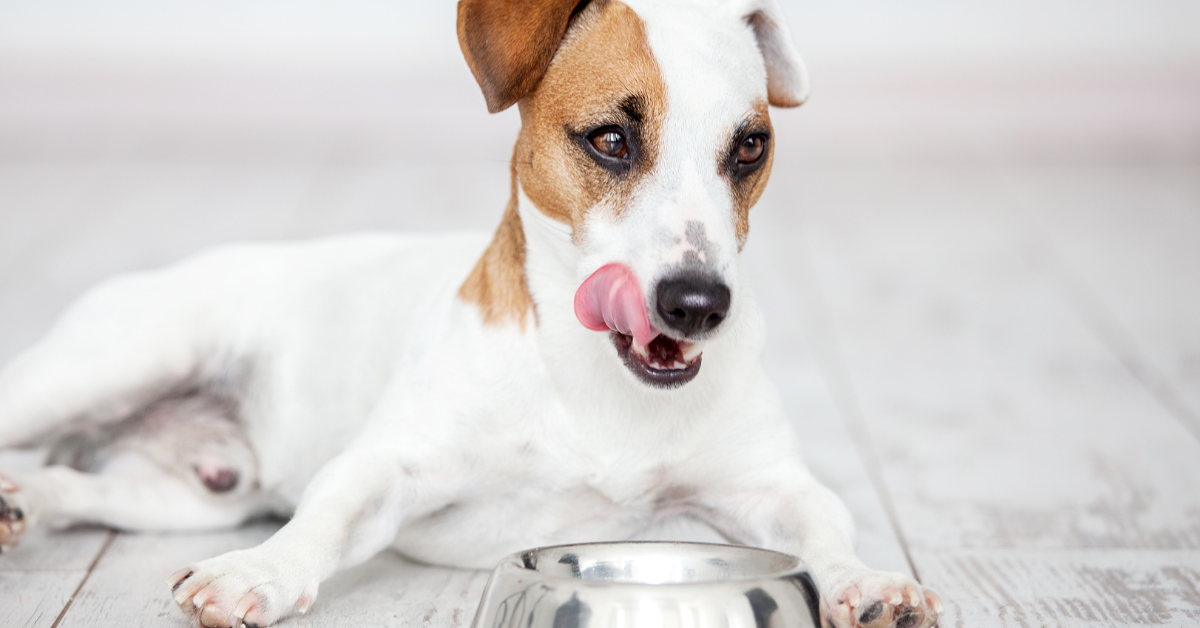 Why your dog doesn t like a metal bowl Yappy Yappy Life